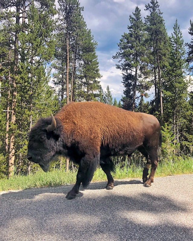 Bison in Yellowstone National Park | My Style Diaries blogger Nikki Prendergast