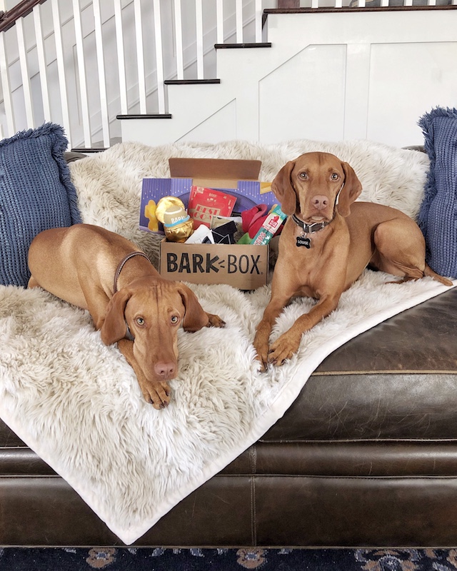 Vizslas Weeze and Wilma love BarkBox | My Style Diaries blogger Nikki Prendergast