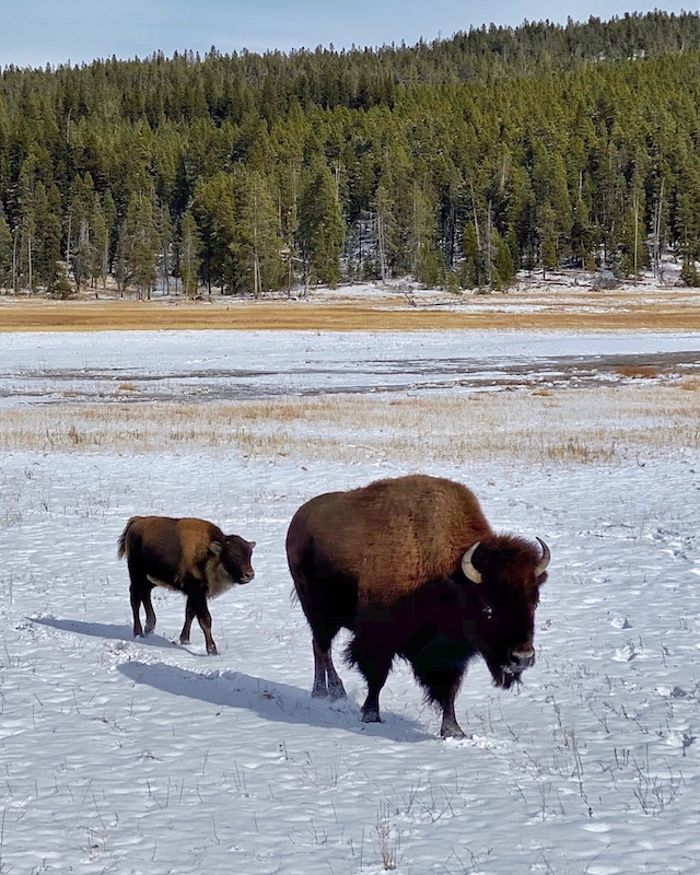 Winter visit to Yellowstone National Park | My Style Diaries blogger Nikki Prendergast